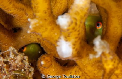 Gobies in a coral!!! by George Touliatos 